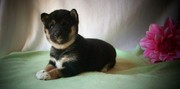  Shiba Inu Puppies For Sale
