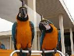charming blue and Gold macaw parrot for free adoption