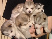 Alaskan Malamute Puppies