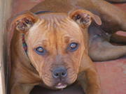 For sale staffordshire bull terriers